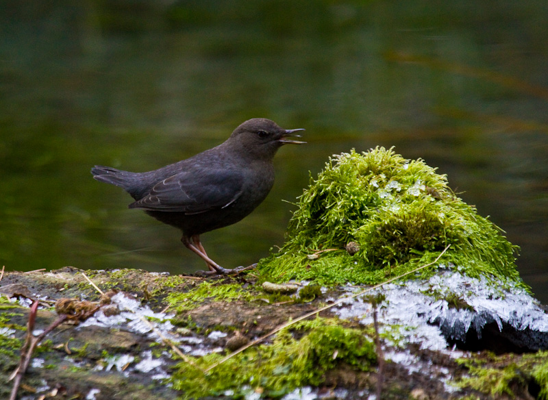 American Dipper